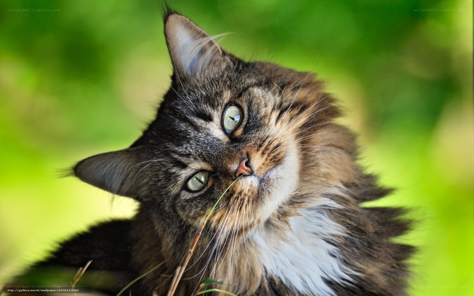 fluffy cat with green eyes