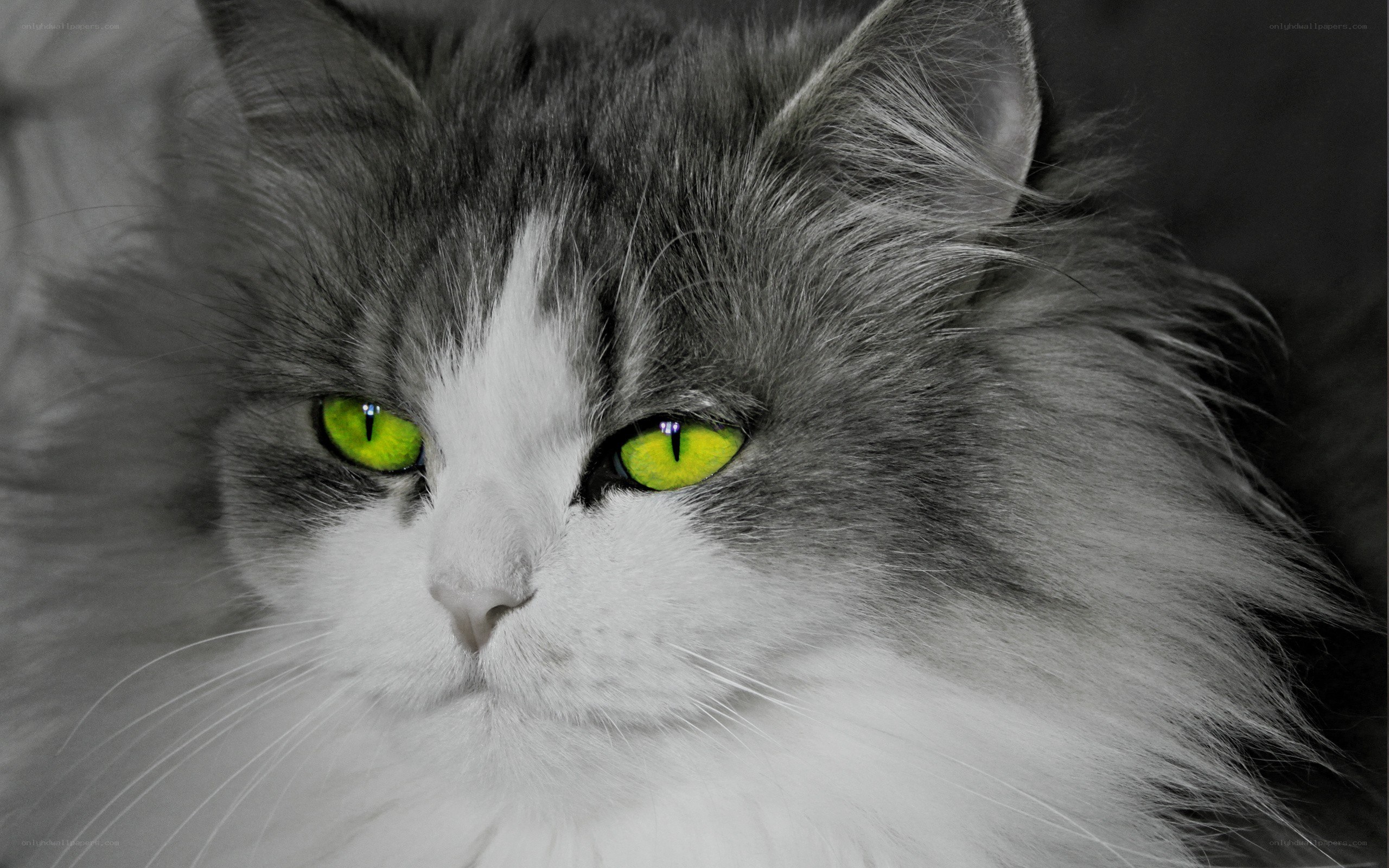 fluffy cat with green eyes