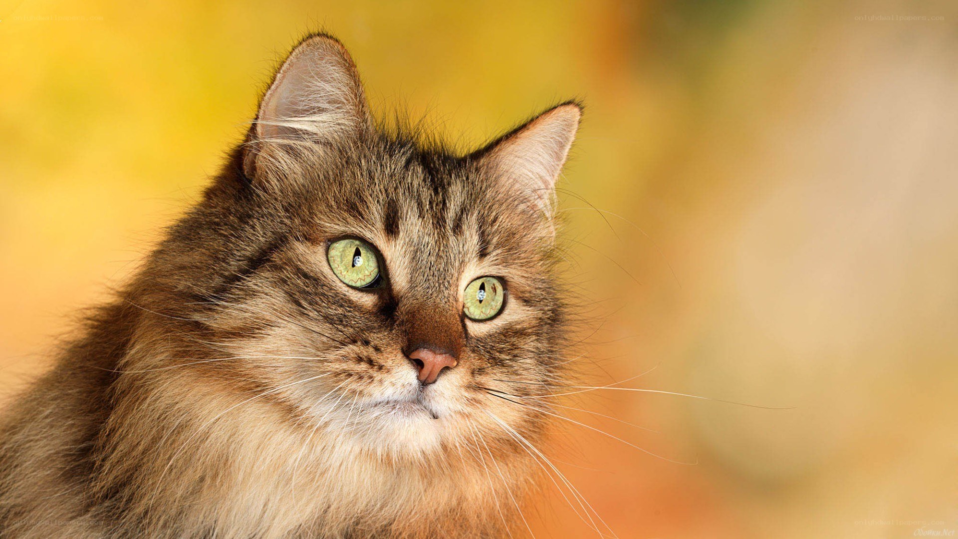 fluffy cat with green eyes