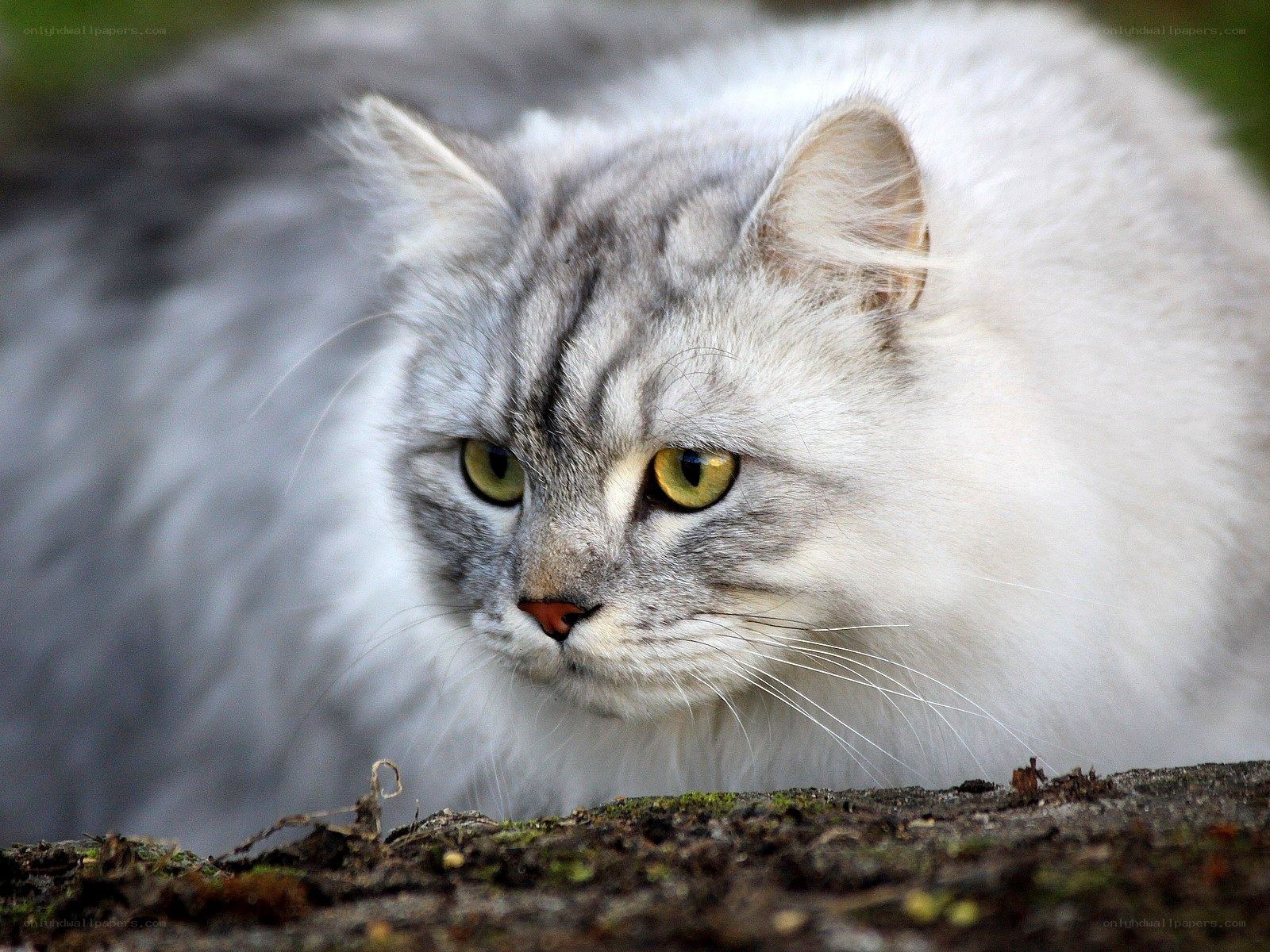 fluffy cat with green eyes