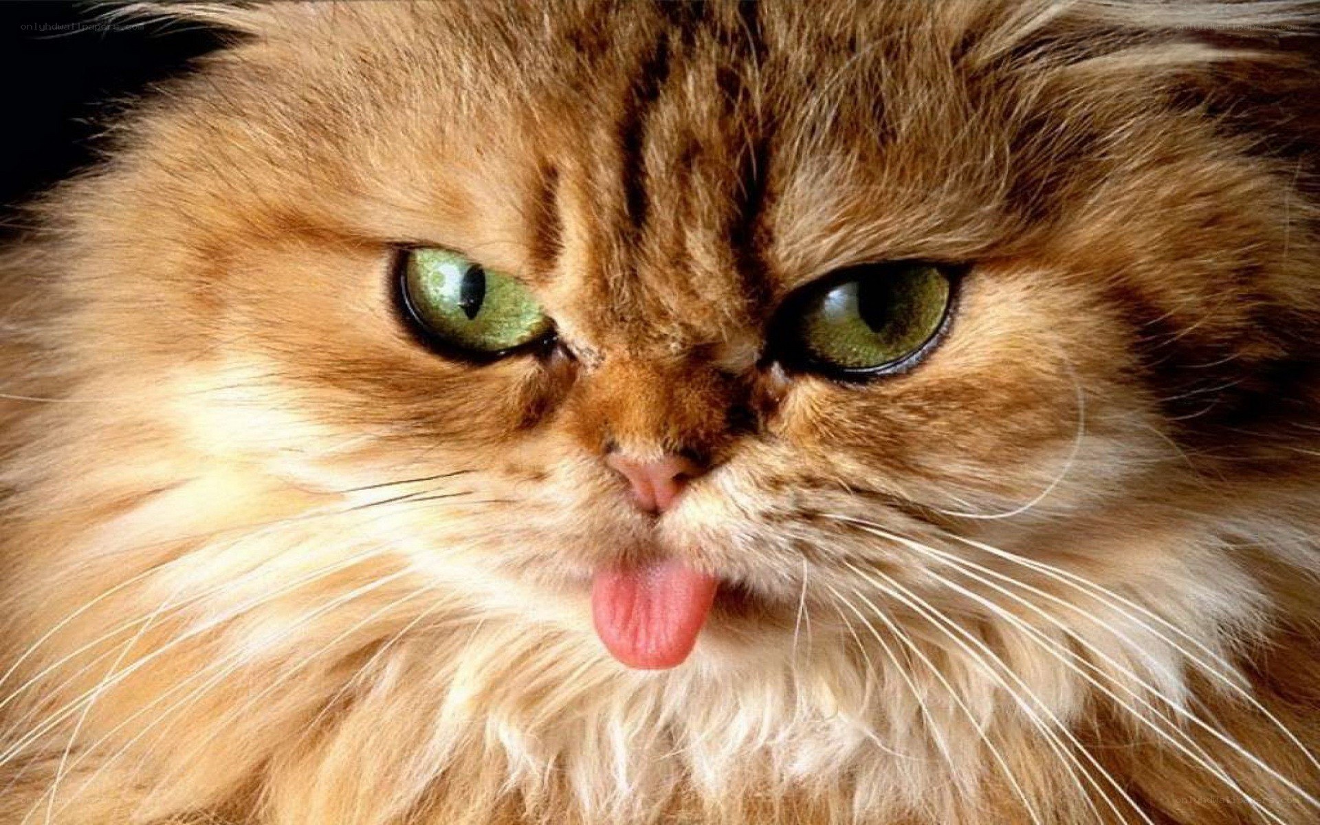 fluffy cat with green eyes