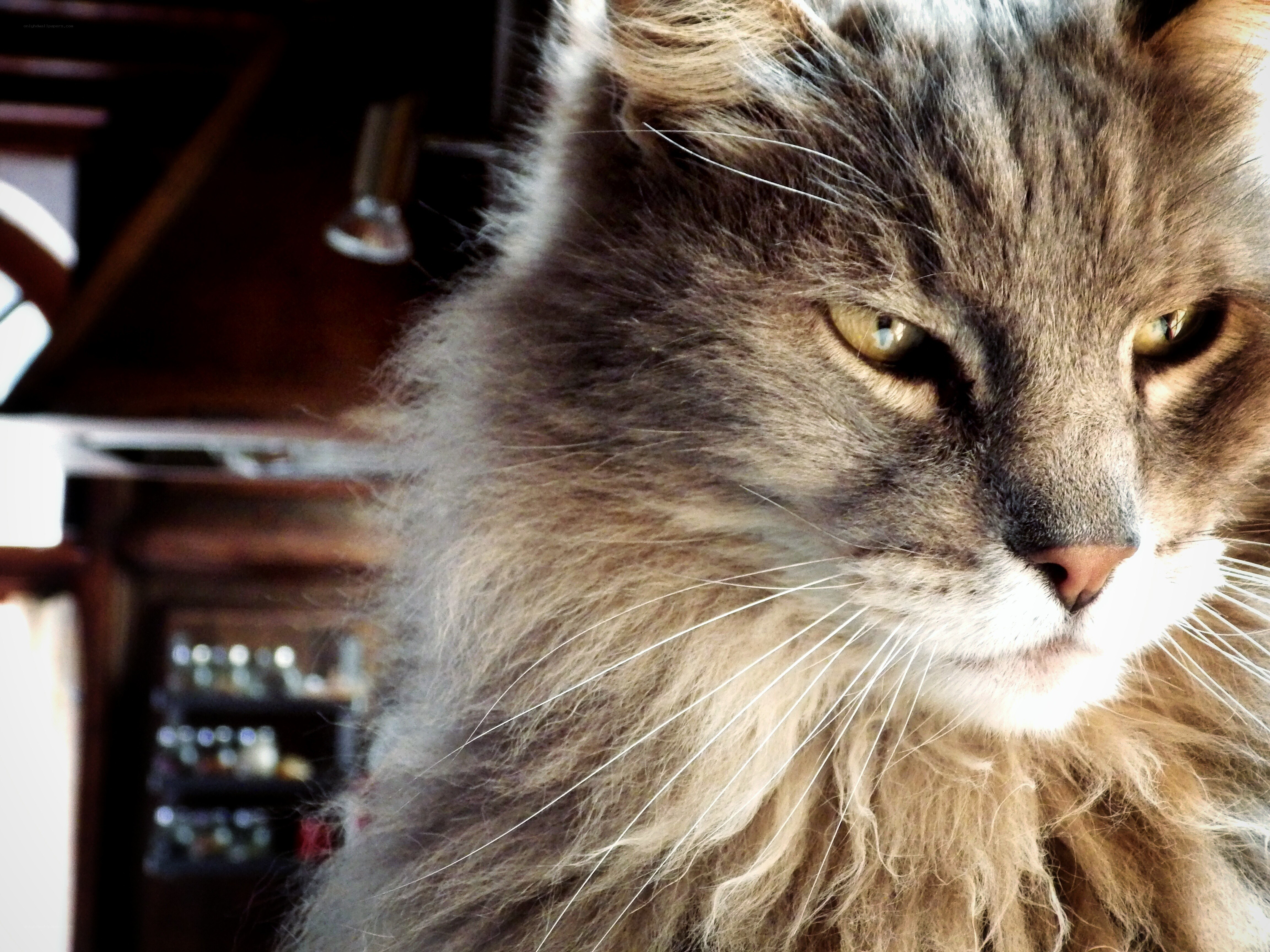 fluffy cat with green eyes