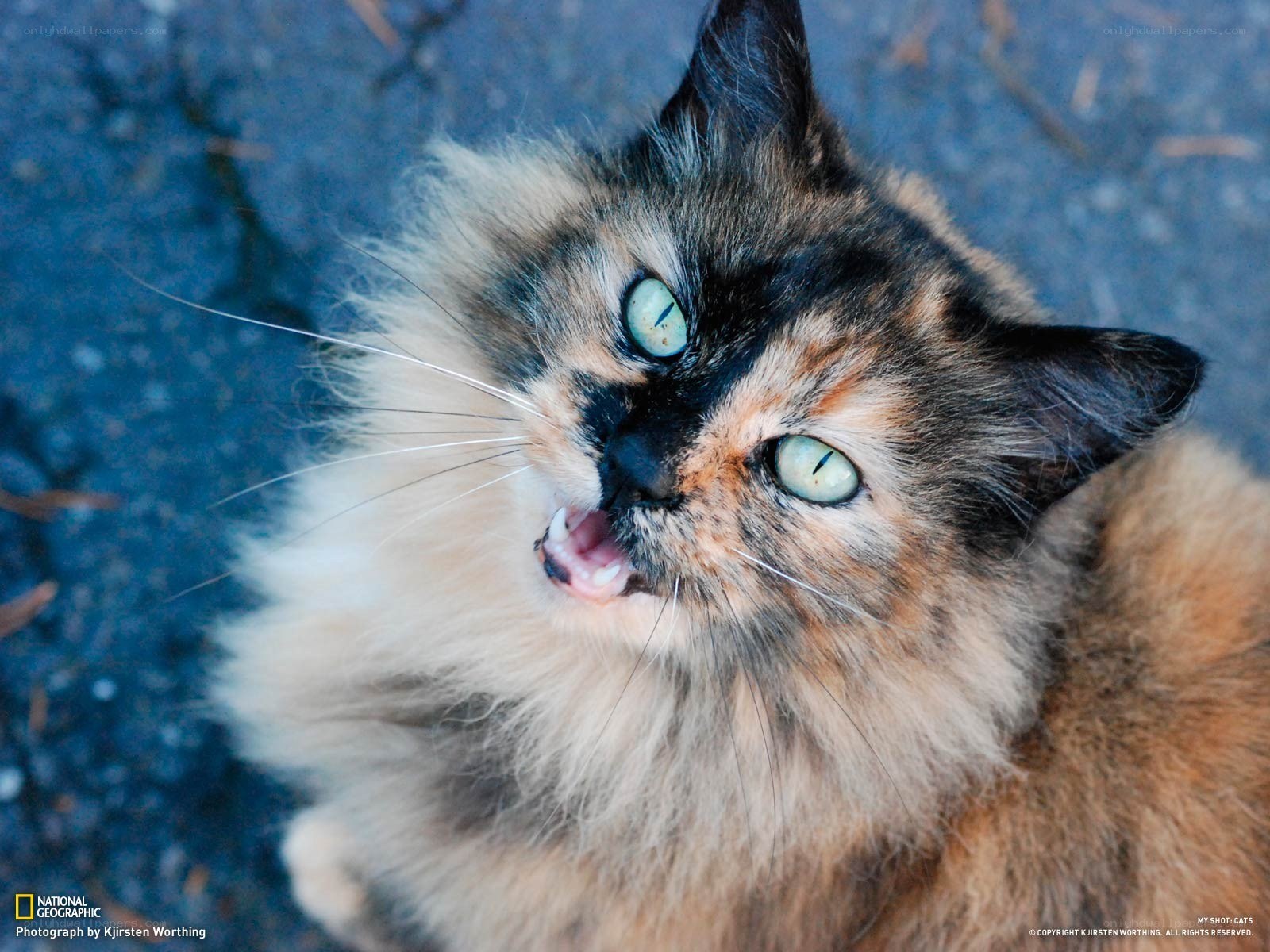 fluffy cat with green eyes