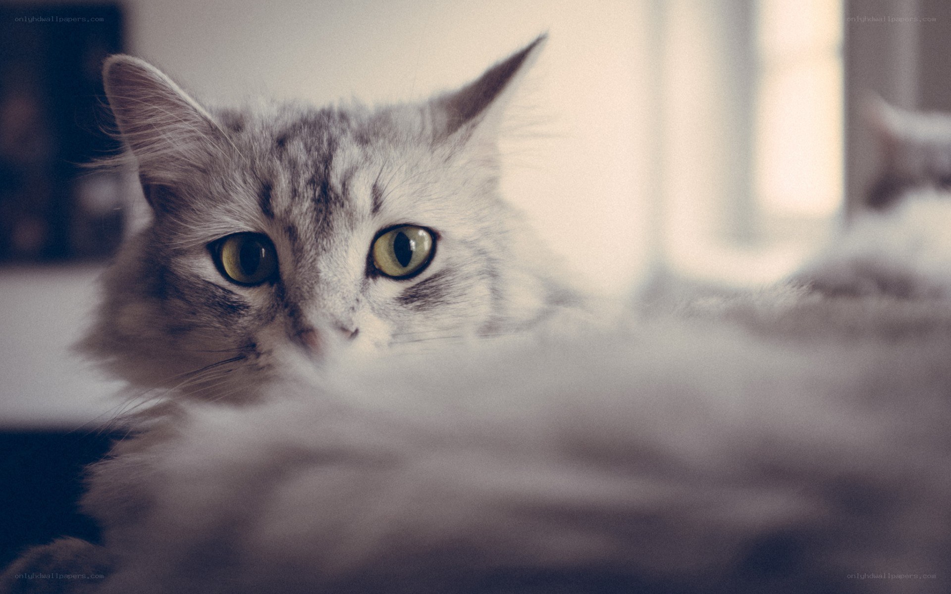 fluffy cat with green eyes