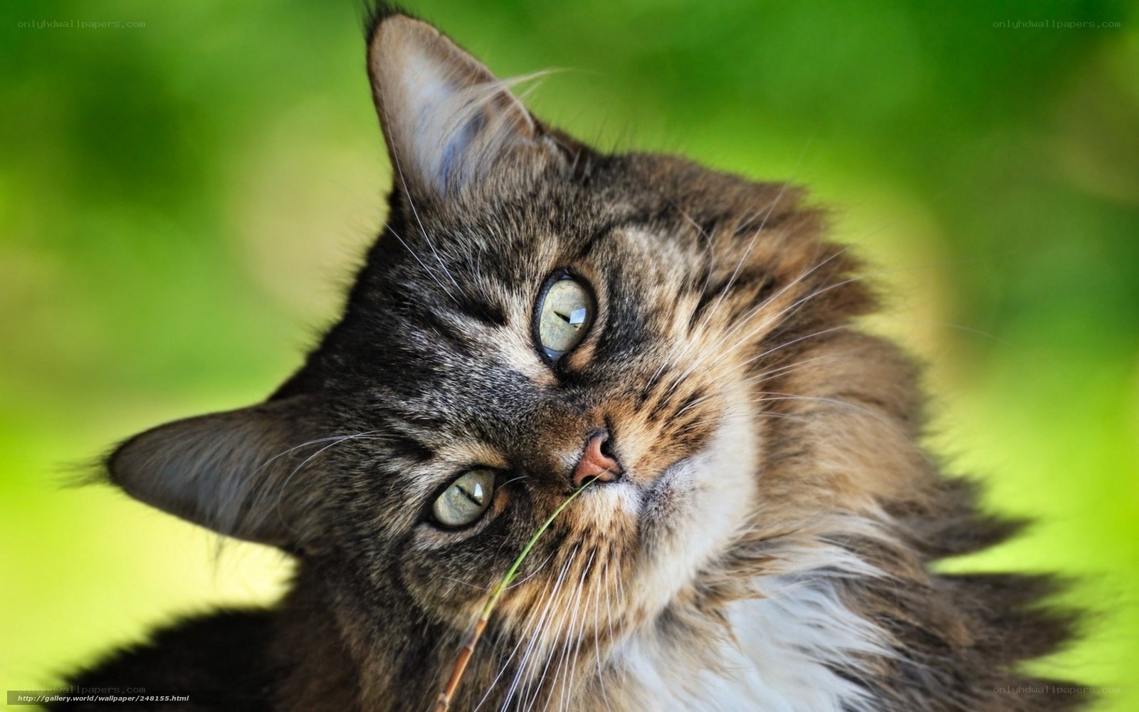 fluffy cat with green eyes