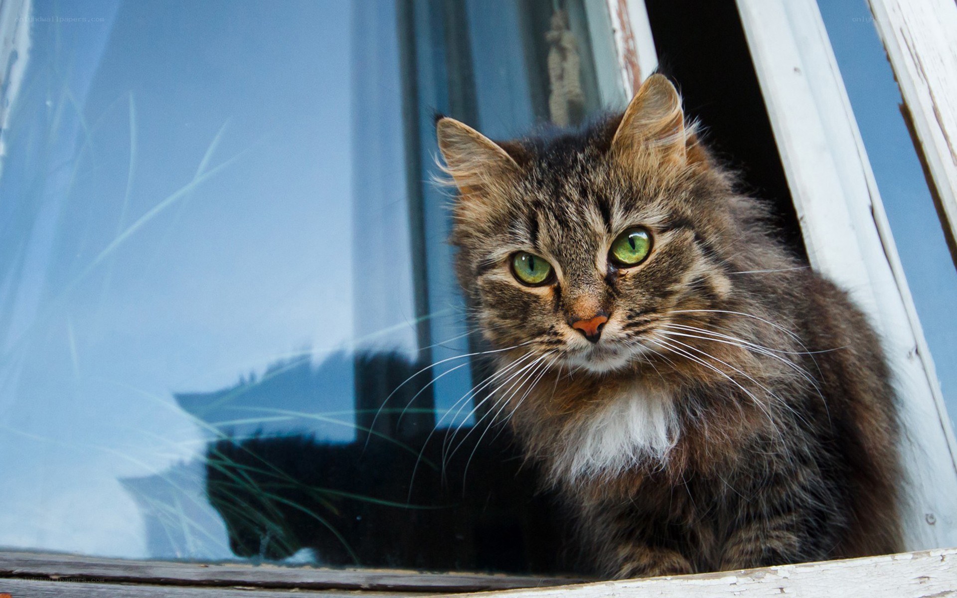 fluffy cat with green eyes