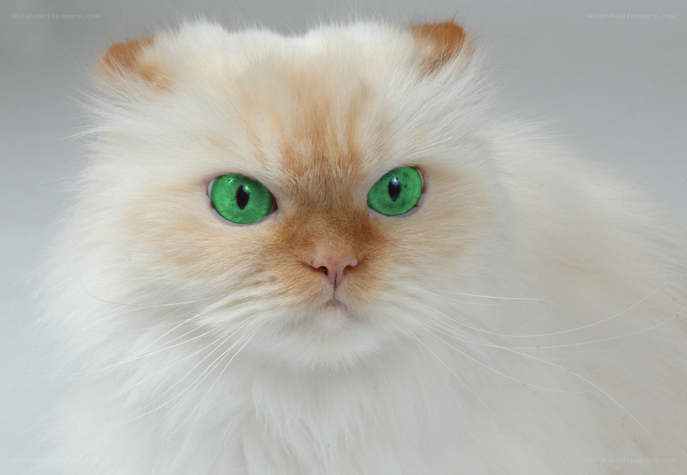 fluffy cat with green eyes