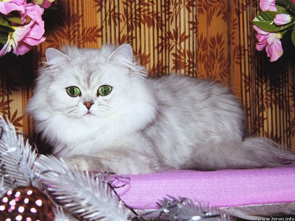 fluffy cat with green eyes