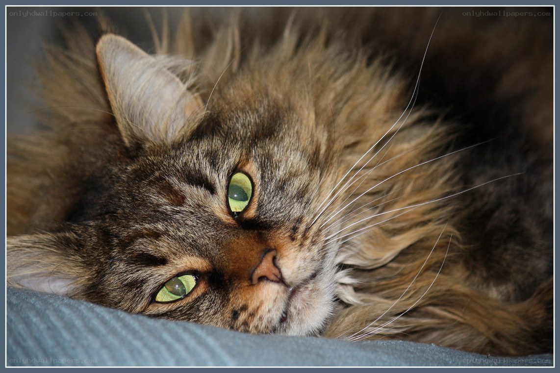 fluffy cat with green eyes