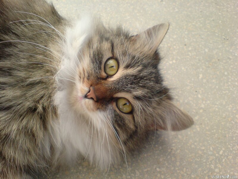 fluffy cat with green eyes