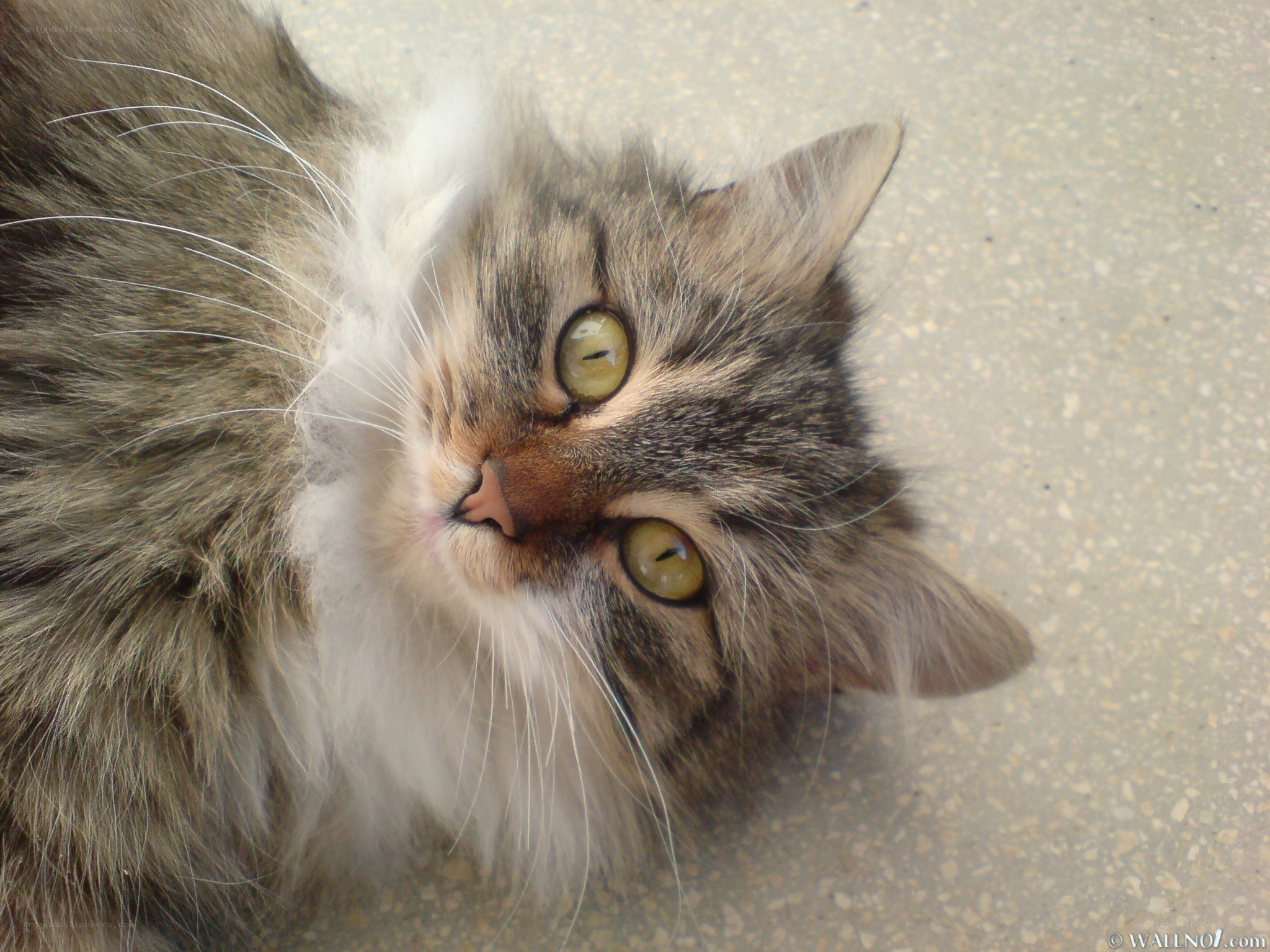 fluffy cat with green eyes