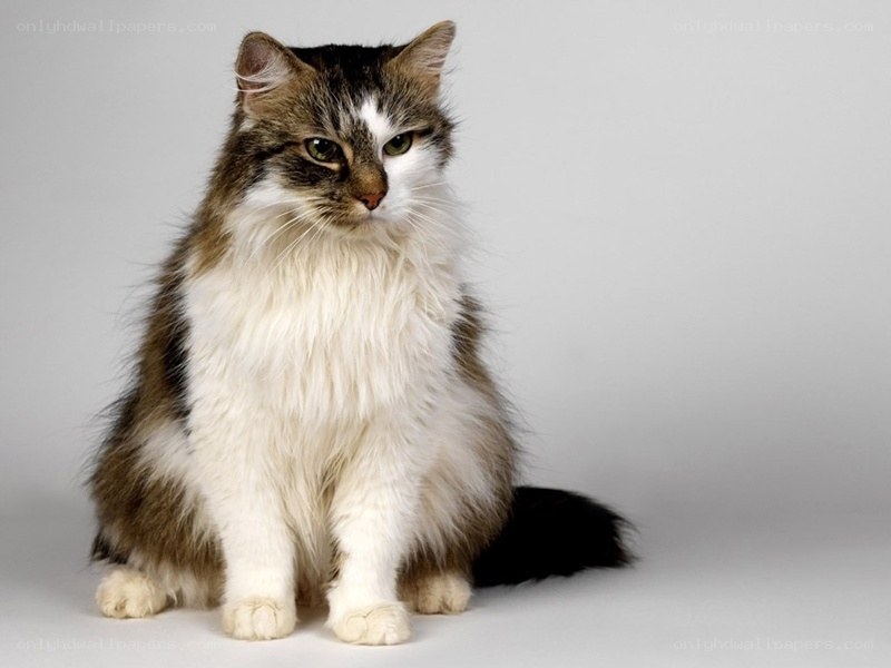 fluffy cat with green eyes