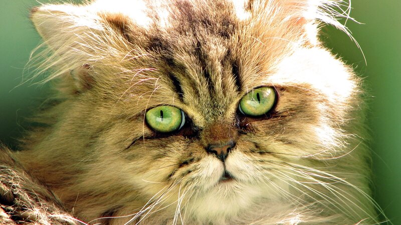 fluffy cat with green eyes