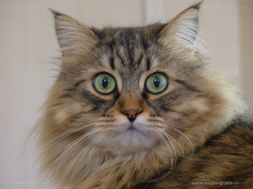 fluffy cat with green eyes