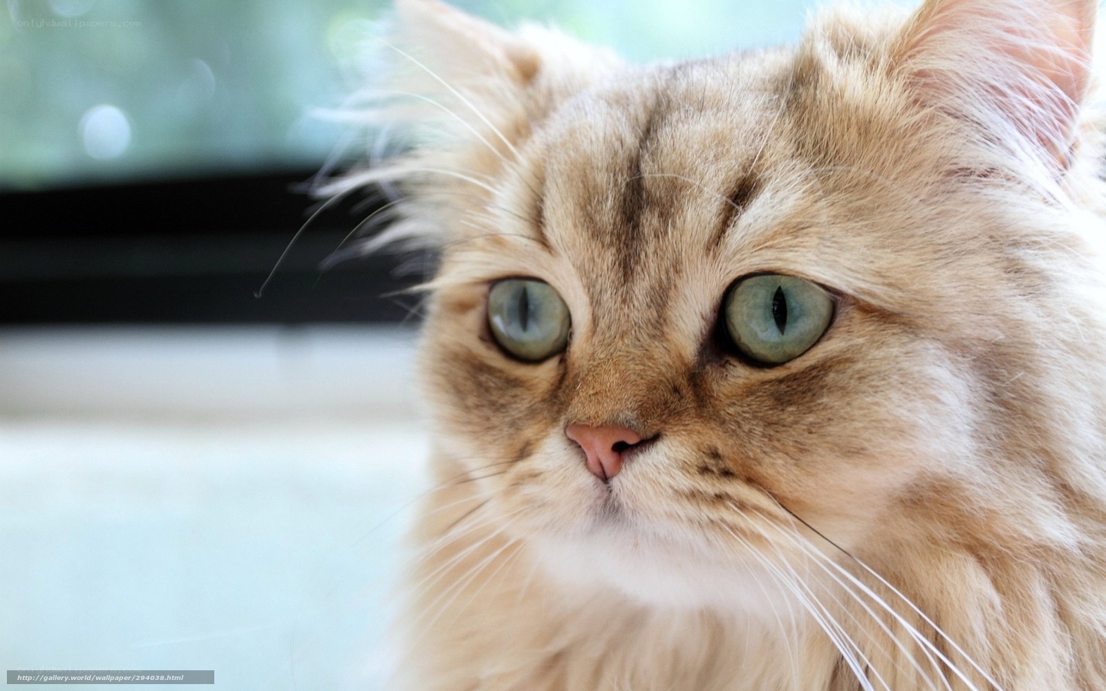 fluffy cat with green eyes