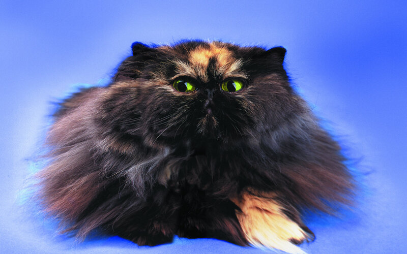 Fluffy Cat with Green Eyes — Blue, Calm