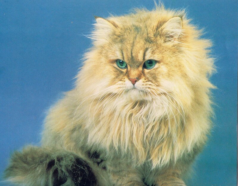 Fluffy Cat with Green Eyes — Blue