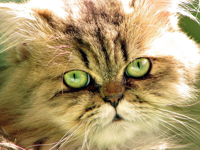 Fluffy Cat with Green Eyes — Brown, Calm, Afternoon