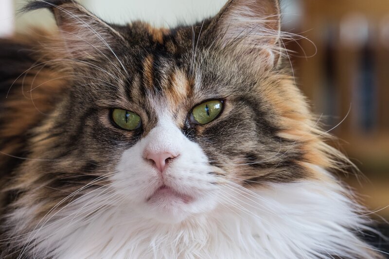Fluffy Cat with Green Eyes — Brown, Calm, Photograph, Green Eyes, Whiskers, Fur