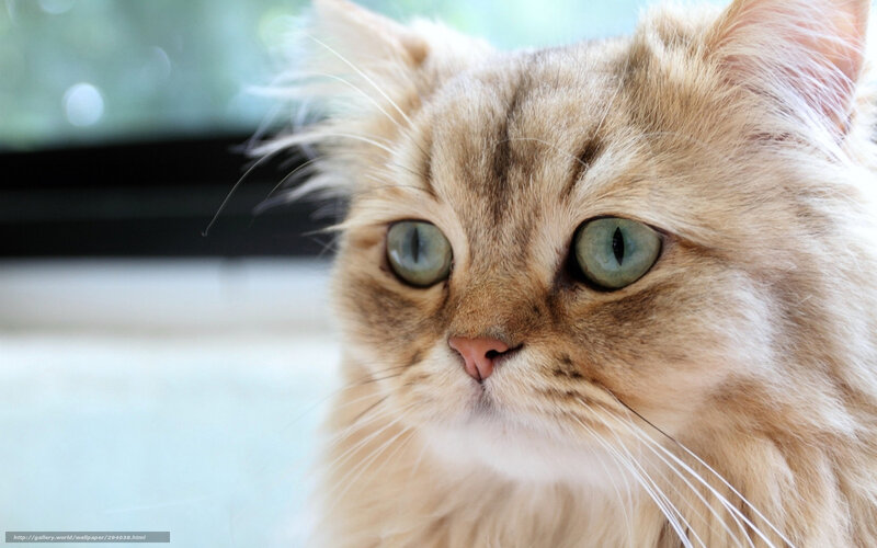Fluffy Cat with Green Eyes — Brown, Calm, Photograph, Window
