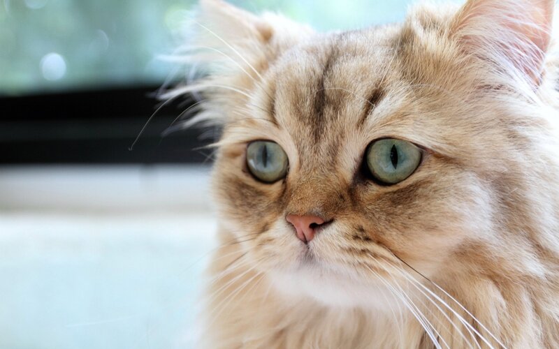 Fluffy Cat with Green Eyes — Brown, Calm, Photograph, Window, Whiskers