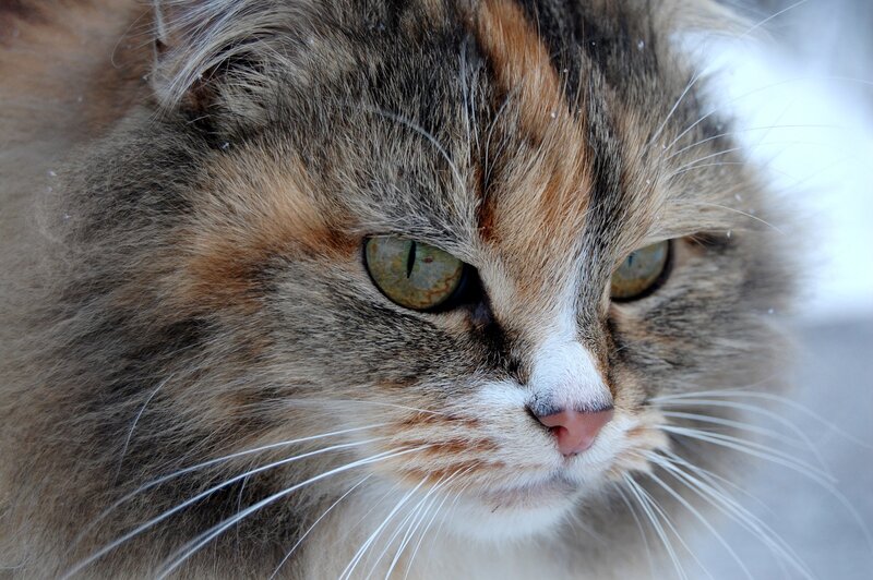 Fluffy Cat with Green Eyes — Brown, Calm, Winter, Photograph