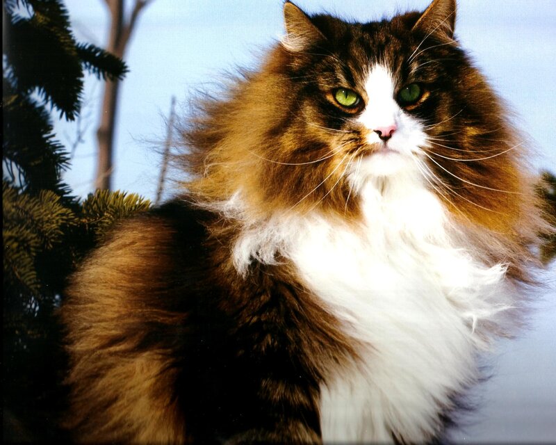 Fluffy Cat with Green Eyes — Brown, Calm, Winter