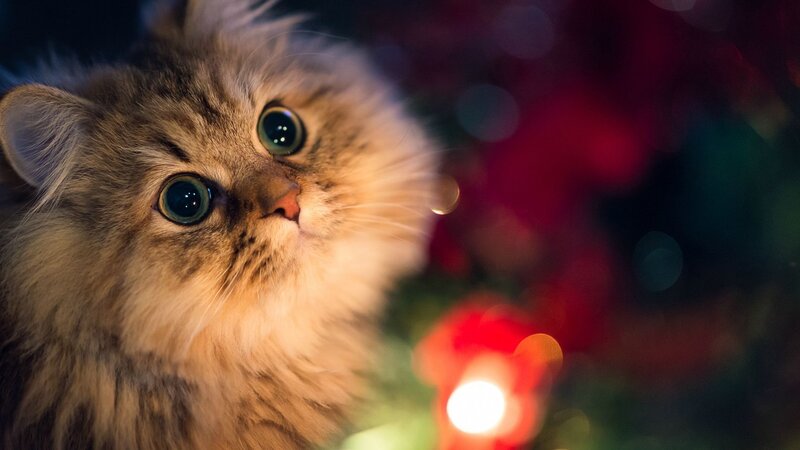 Fluffy Cat with Green Eyes — Brown, Curious