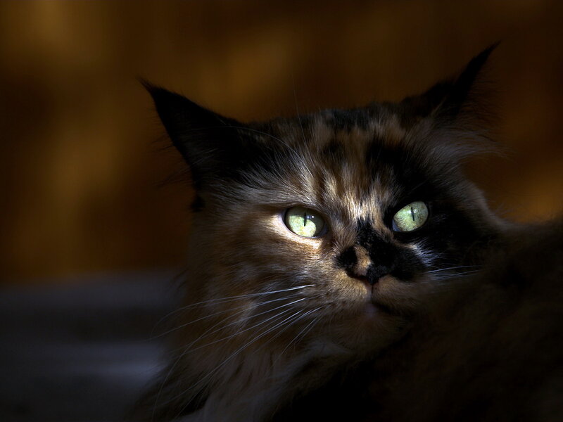 Fluffy Cat with Green Eyes — Brown, Dramatic, Photograph