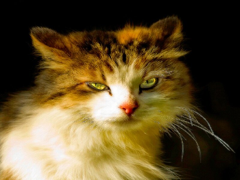 Fluffy Cat with Green Eyes — Brown, Dramatic