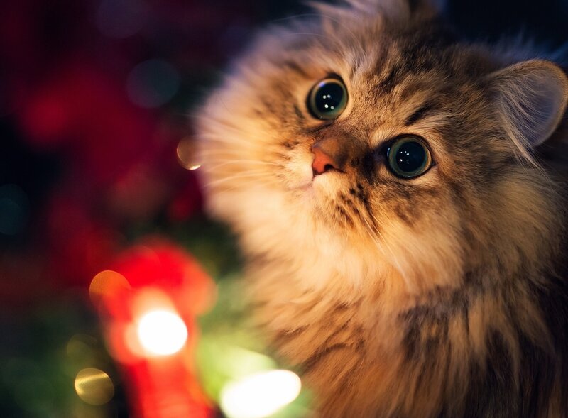 Fluffy Cat with Green Eyes — Brown, Festive, Night, Photograph, Lights, Christmas Tree