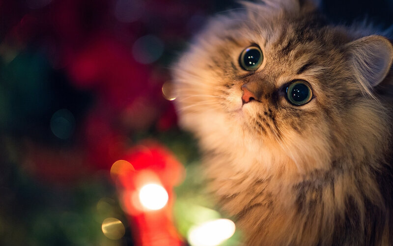 Fluffy Cat with Green Eyes — Brown, Festive, Night, Photograph