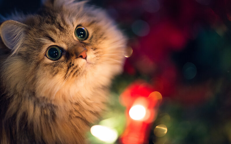 Fluffy Cat with Green Eyes — Brown, Festive, Night