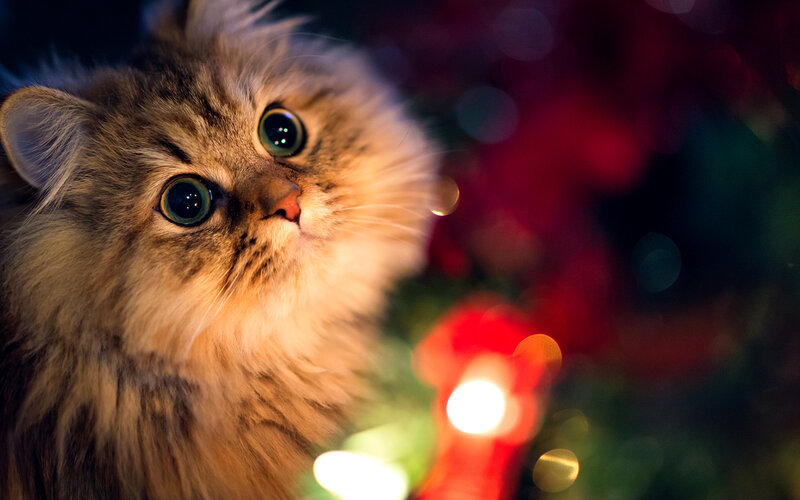 Fluffy Cat with Green Eyes — Brown, Festive