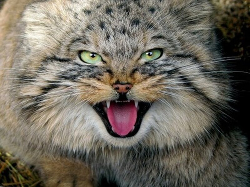 Fluffy Cat with Green Eyes — Gray, Aggressive