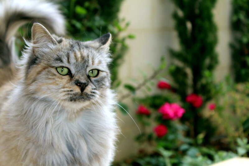 Fluffy Cat with Green Eyes — Gray, Calm, Afternoon