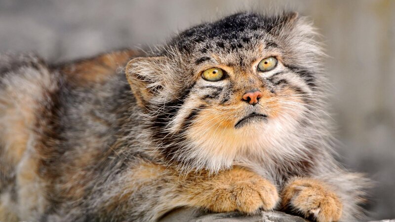 Fluffy Cat with Green Eyes — Gray, Calm, Photograph