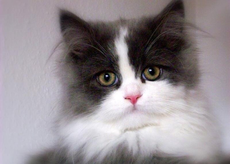 Fluffy Cat with Green Eyes — Gray, Calm