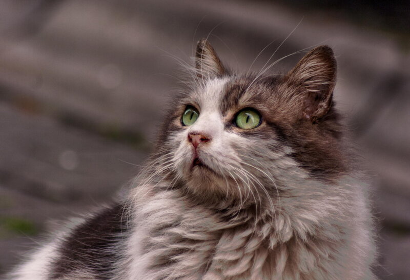 Fluffy Cat with Green Eyes — Gray, Curious