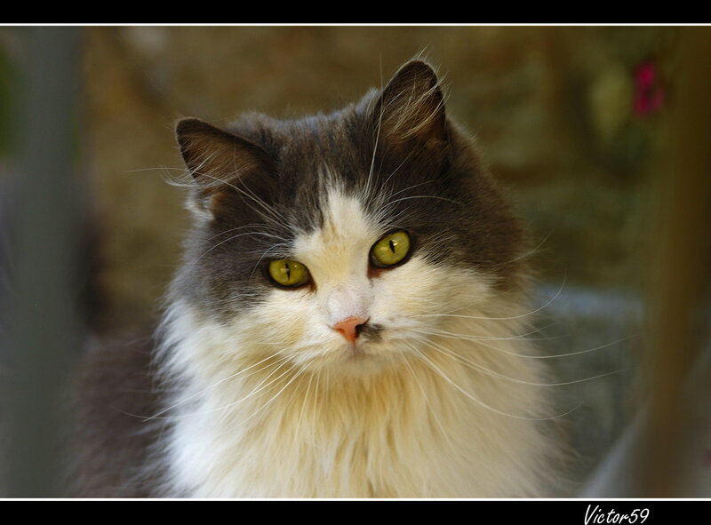 Fluffy Cat with Green Eyes — Gray