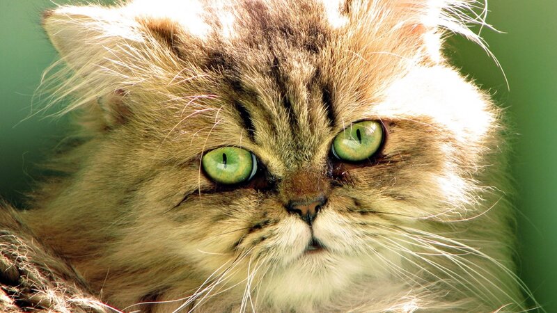 Fluffy Cat with Green Eyes — Intense