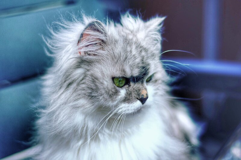 Fluffy Cat with Green Eyes — White, Calm, Photograph, Chair