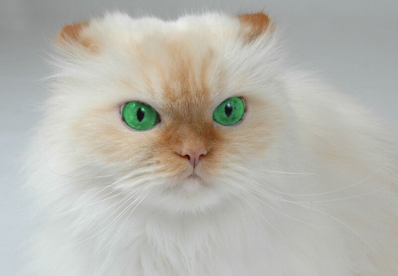 Fluffy Cat with Green Eyes — White, Calm, Photograph, Green Eyes
