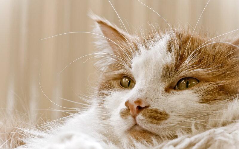 Fluffy Cat with Green Eyes — White, Calm, Photograph