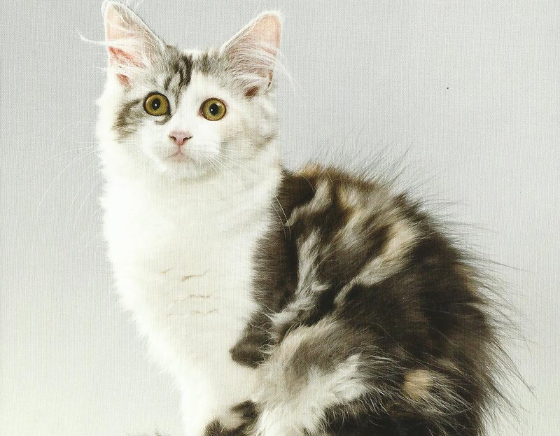 Fluffy Cat with Green Eyes — White, Calm, Photograph, White Fur