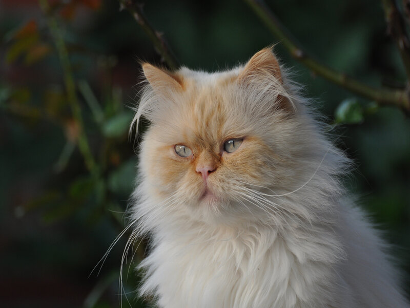 Fluffy Cat with Green Eyes — White, Calm