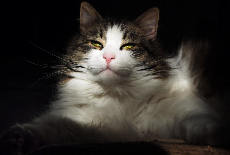 Fluffy Cat with Green Eyes — White, Dramatic, Photograph