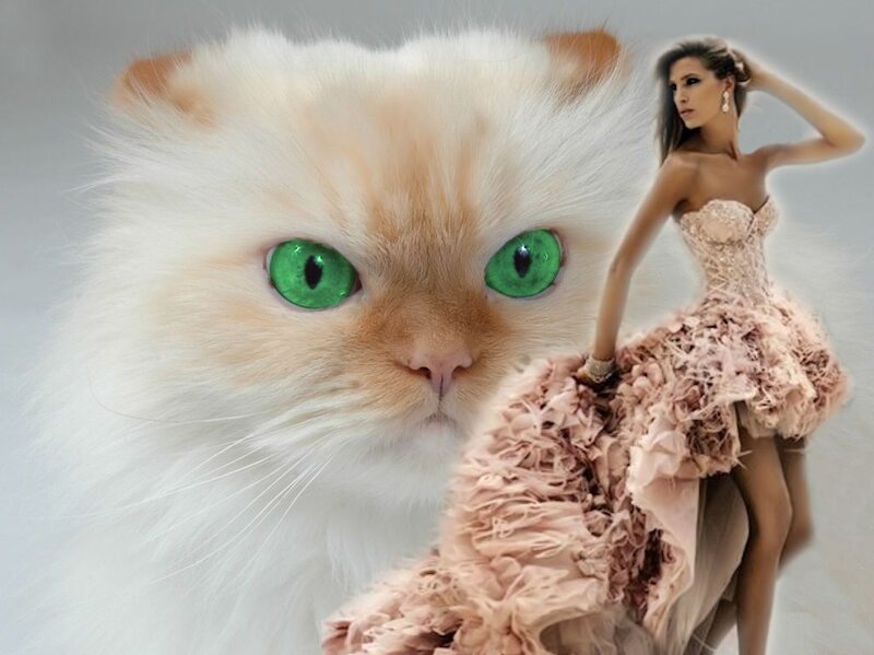 Fluffy Cat with Green Eyes — White, Dramatic