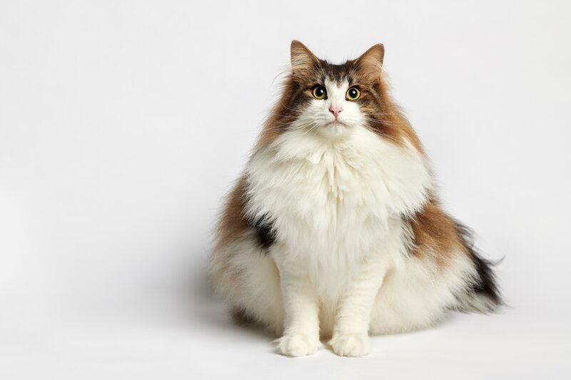 Fluffy Cat with Green Eyes — White, Neutral