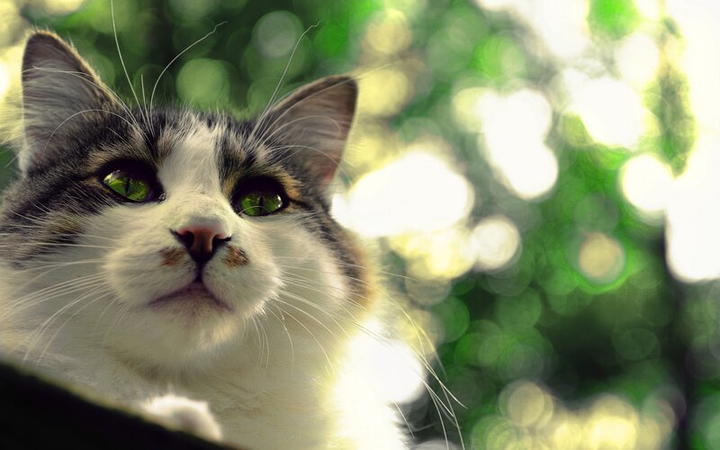 Fluffy Cat with Green Eyes — White, Serene
